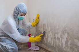 Environmental Consulting for Mold Prevention in Joplin, MO